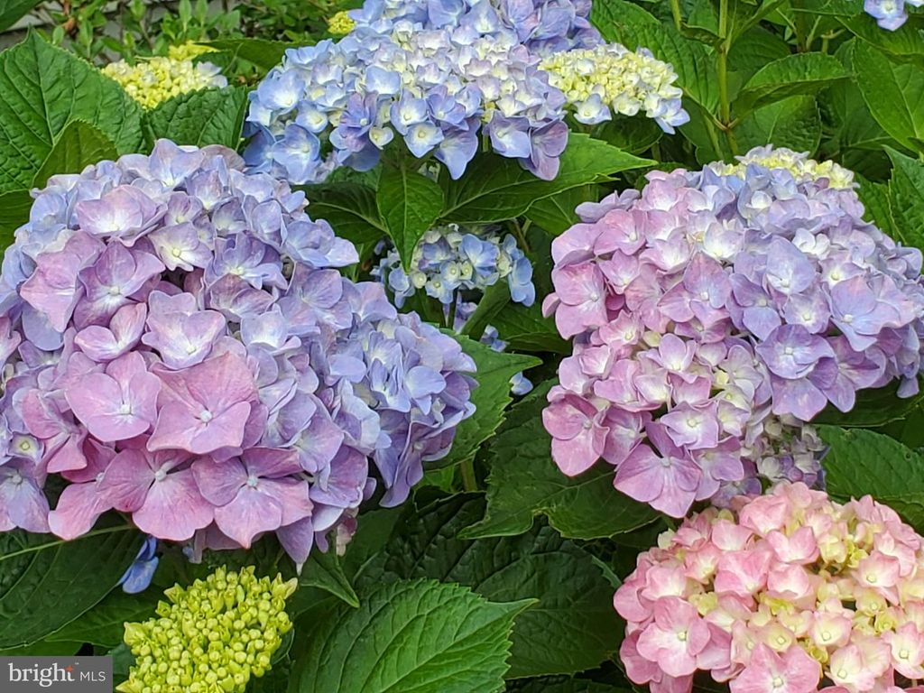 Image 49 of property listing at 3227 HOMEWOOD RD, Davidsonville, MD 21035