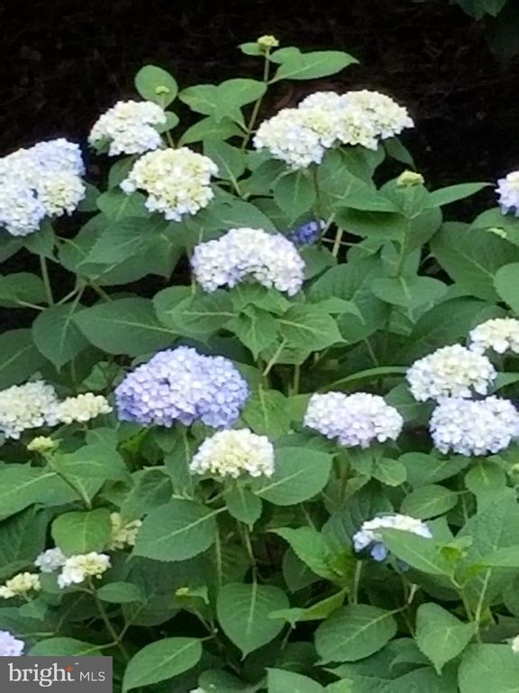 Image 50 of property listing at 3227 HOMEWOOD RD, Davidsonville, MD 21035