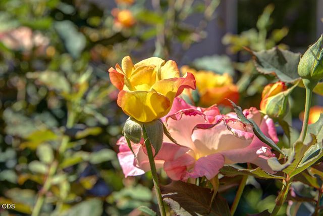 1012 NE Hefley Street, Grants Pass, OR 97526