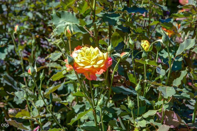 1012 NE Hefley Street, Grants Pass, OR 97526