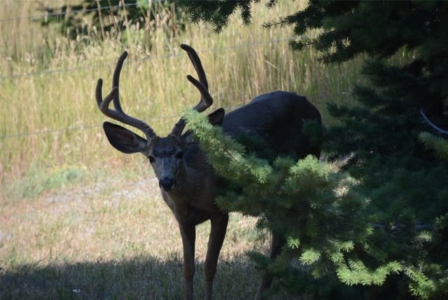 8407 Little Gully Run, Bozeman, MT 59715