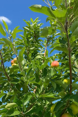 8491 Pinehollow Cir, Discovery Bay, CA 94505