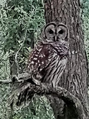 14422 SW 115TH CIRCLE, Dunnellon, FL 34432