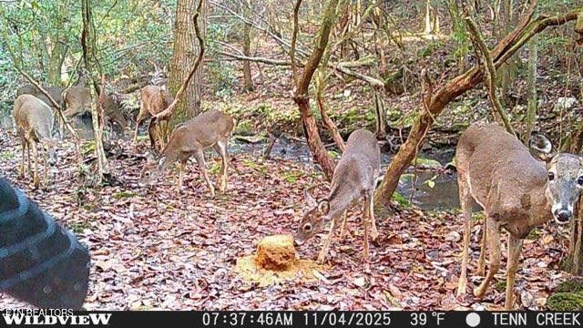 1780 Wolfhaven Rd, Spencer, TN 38585