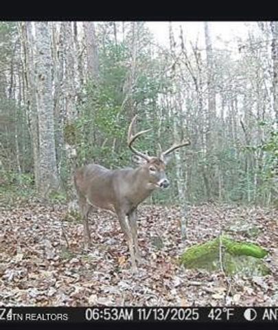 1780 Wolfhaven Rd, Spencer, TN 38585