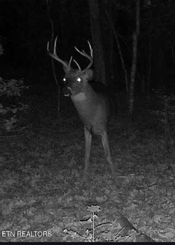 1780 Wolfhaven Rd, Spencer, TN 38585