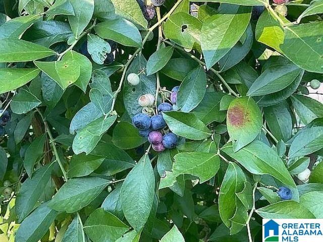 237 MARION STOUGH ROAD, Fayette, AL 35555