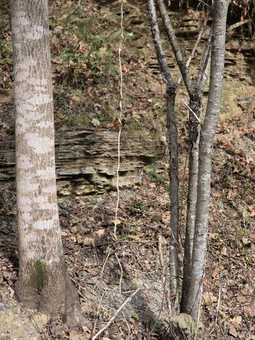 9436 Highway 100, Nashville, TN 37221