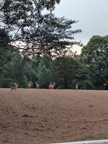 0 Busby Rd, Loretto, TN 38469