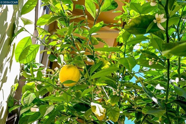 1889 Countrywood Ct, Walnut Creek, CA 94598