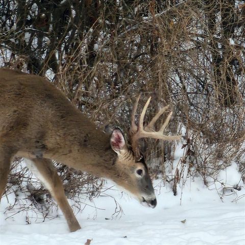 3470 Sears Road, Horton, MI 49246