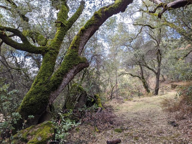 1581 Moccasin Trl, Placerville, CA 95667