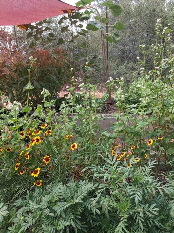 1581 Moccasin Trl, Placerville, CA 95667