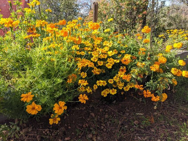 1581 Moccasin Trl, Placerville, CA 95667