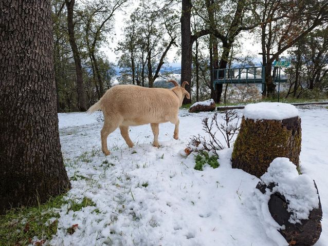 1581 Moccasin Trl, Placerville, CA 95667