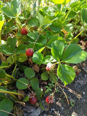 1581 Moccasin Trl, Placerville, CA 95667