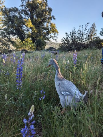 1581 Moccasin Trl, Placerville, CA 95667