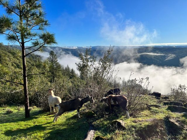 1581 Moccasin Trl, Placerville, CA 95667