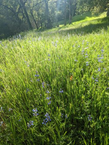 1581 Moccasin Trl, Placerville, CA 95667