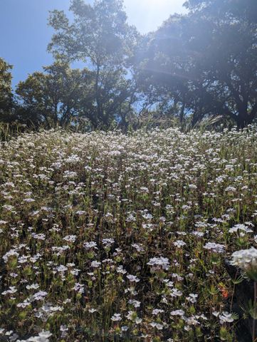 1581 Moccasin Trl, Placerville, CA 95667