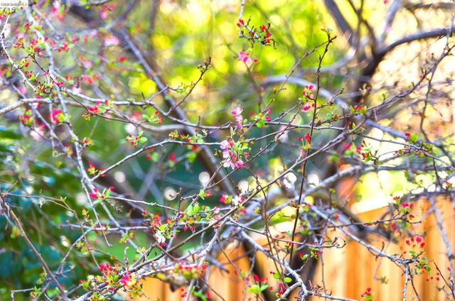 4061 Whittle Ave, Oakland, CA 94602