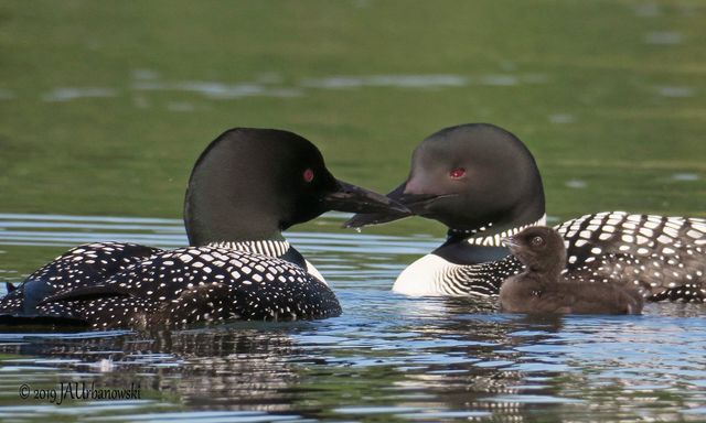 11179 Jacquelyn Drive, Lake Twp, MI 49304