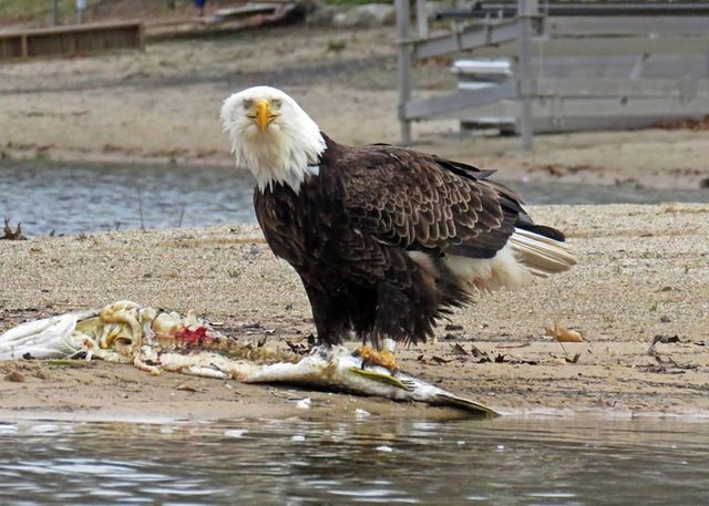 11179 Jacquelyn Drive, Lake Twp, MI 49304