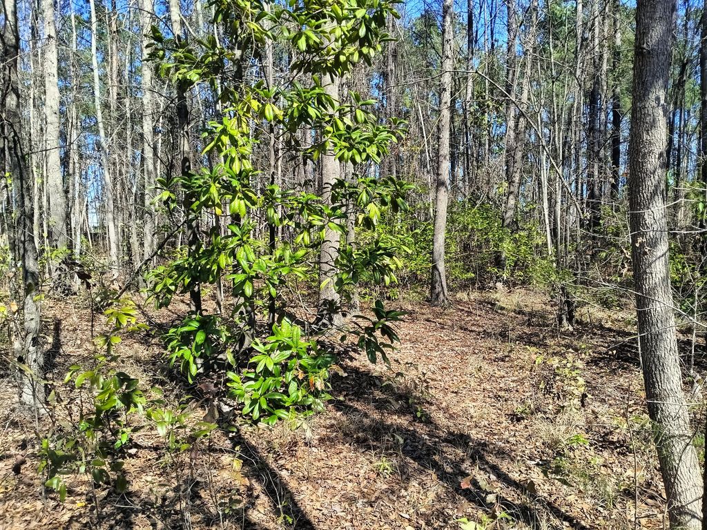 Image 7 of property listing at 125 Knight Avenue, Summerville, SC 29483