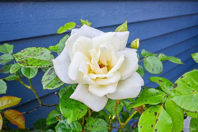 202 Aguirre Way, Cotati, CA 94931