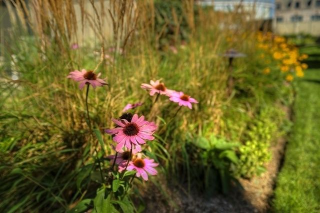 807 Davis Street 311, Evanston, IL 60201