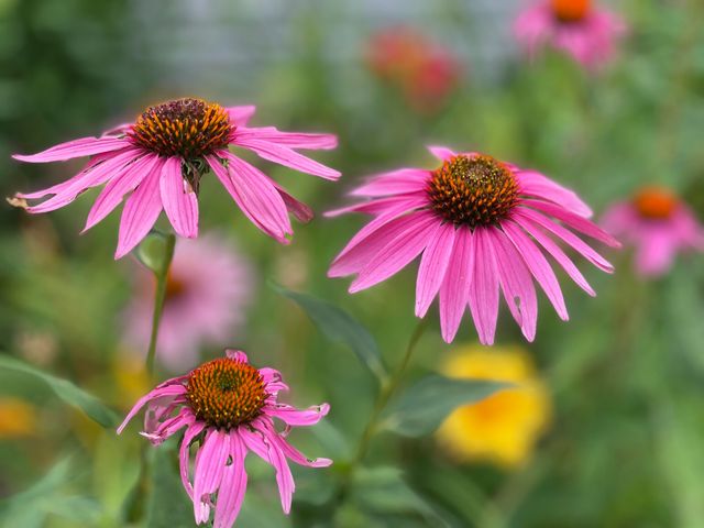 102 Kingsley Drive, Monett, MO 65708