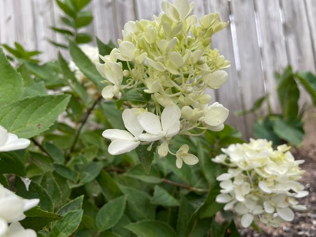 102 Kingsley Drive, Monett, MO 65708