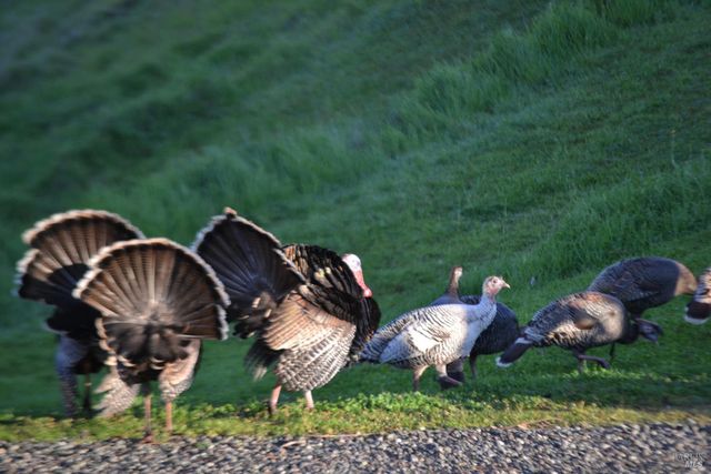 3672 Cantelow Rd, Vacaville, CA 95688