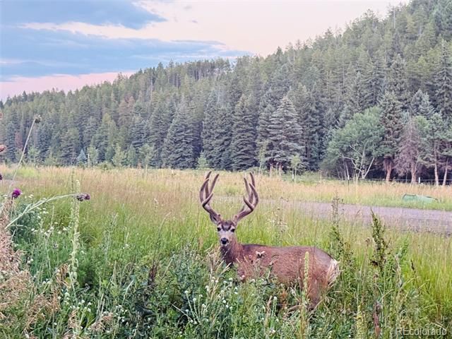 26955 Stagecoach Road, Conifer, CO 80433