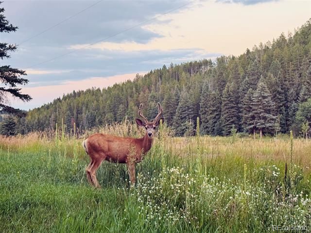 26955 Stagecoach Road, Conifer, CO 80433