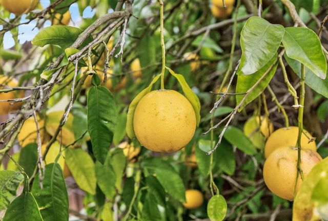 3203 Morro Bay Ave, Davis, CA 95616