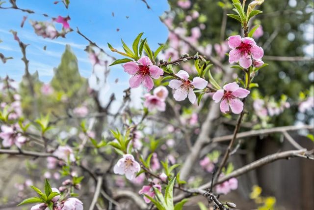 3203 Morro Bay Ave, Davis, CA 95616