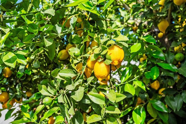 4921 Mcglashan St, Sacramento, CA 95820