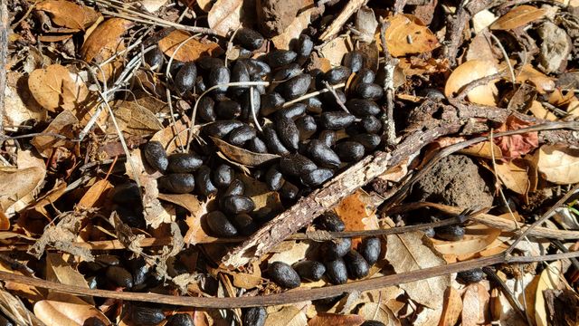 000 Rancheria Creek Road, Shingletown, CA 96088