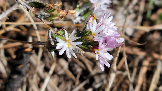 000 Rancheria Creek Road, Shingletown, CA 96088