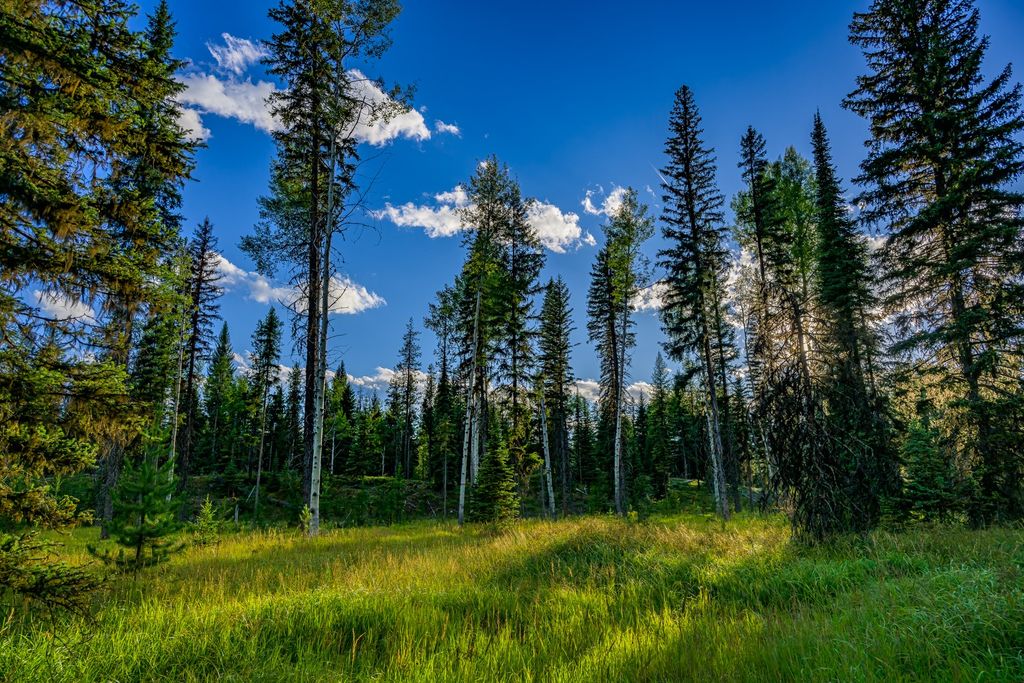 002 Route 83, Seeley Lake, MT 59868 photo 18