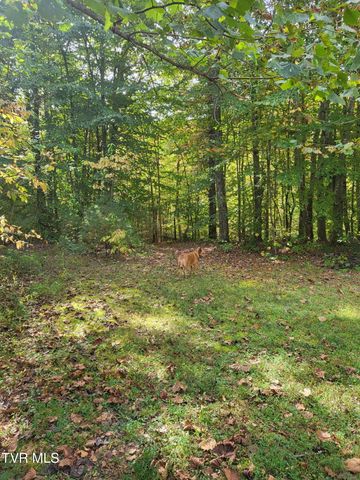 568 Possum Creek Road, Bluff City, TN 37618
