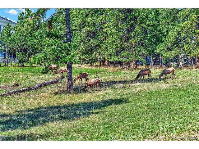 24386 Currant Dr, Golden, CO 80401