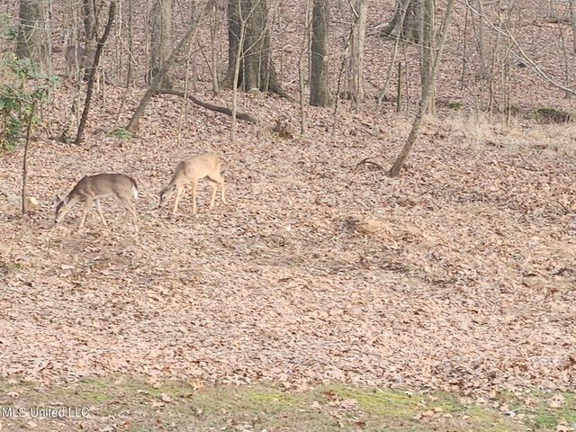 1365 Jo Ann Drive, Southaven, MS 38671