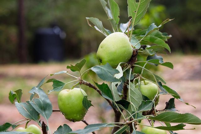 TBD Saratoga Woods Drive, Montgomery, TX 77316