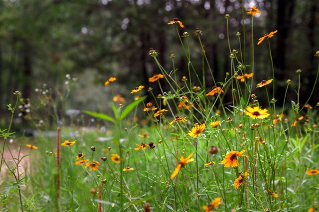 TBD Saratoga Woods Drive, Montgomery, TX 77316