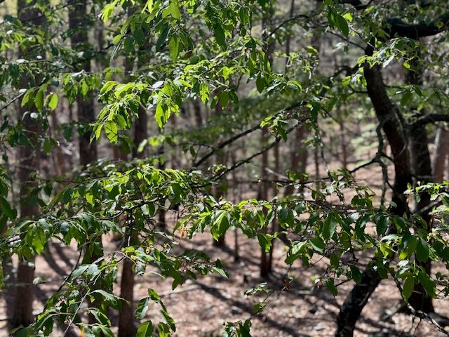 40 E Mountain Drive, Eureka Springs, AR 72632