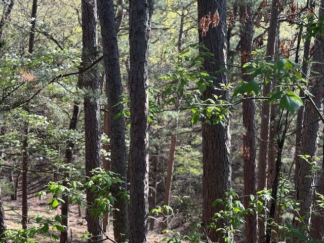 40 E Mountain Drive, Eureka Springs, AR 72632