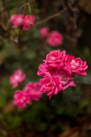 900 E Walnut Street, Springfield, MO 65806