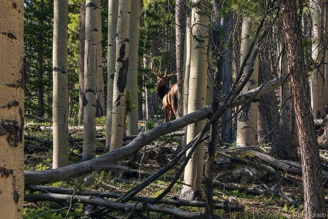 000 Hidden Wilderness Road, Evergreen, CO 80439